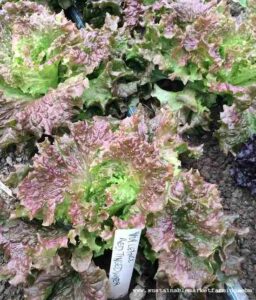 Sowing and Transplanting Winter Crops in a Hoophouse Image